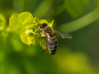 Bee Pollinating On Flower