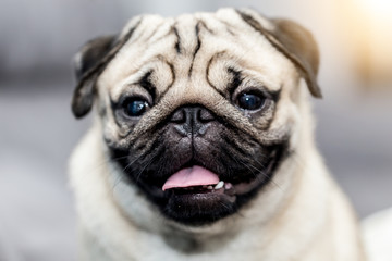 Cute dog pug breed smile and sitting on ground with a copy space - Powered by Adobe