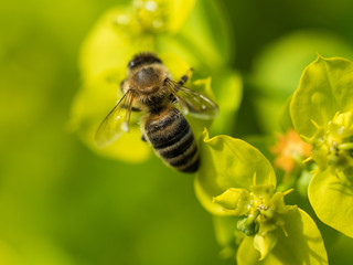 Bee Pollinating On Flower