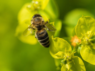 Bee Pollinating On Flower