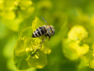 Bee Pollinating On Flower