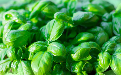 closeup of basil leaves