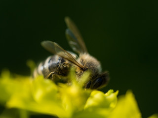 Bee Pollinating On Flower
