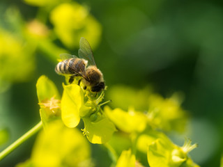 Bee Pollinating On Flower