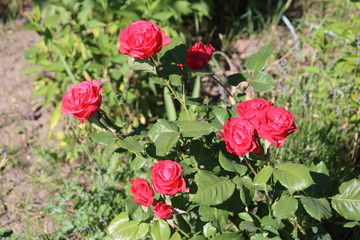 Bud of red rose