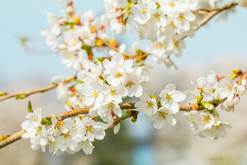 Beautiful cherry blossom or sakura in   japanese  in spring time.