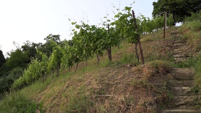 montevecchia vineyard sunset italy wine red