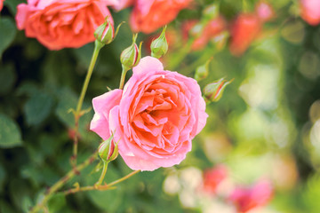 Pink rose blooming  in the summer or spring day with copy space .