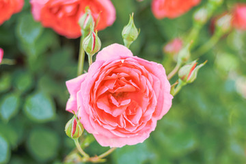 Pink rose blooming  in the summer or spring day with copy space .
