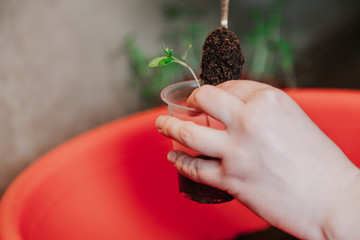 Hands tighten earth in plastic container with seedlings