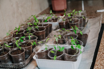 Sprouts of young plants in plastic containers