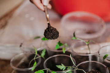 Spoon with soil over glasses with green seedlings