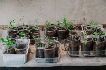 Sprouts of young plants in plastic containers