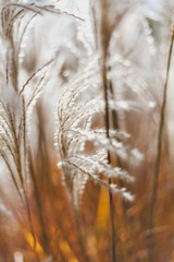 Obraz premium Spikelets on blurry background