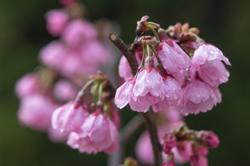 Obraz premium 桜の花