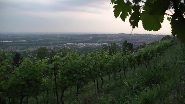 montevecchia vineyard sunset italy wine red