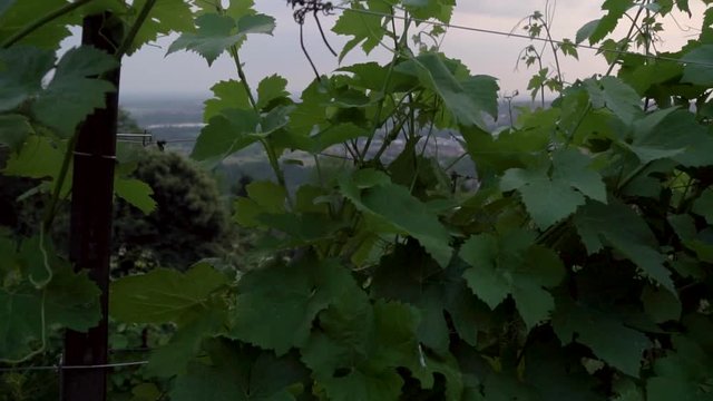 montevecchia vineyard sunset italy wine red