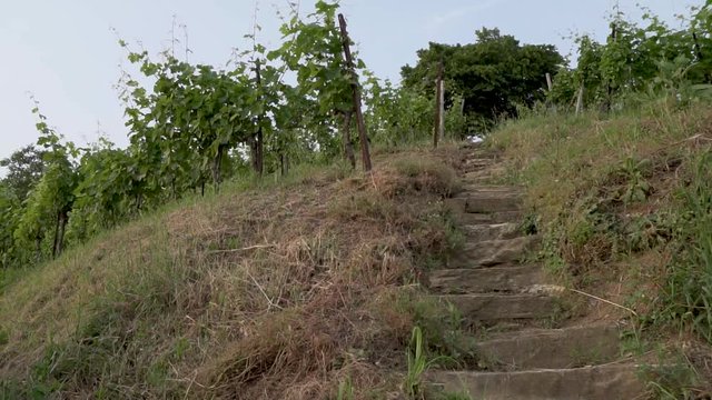 montevecchia vineyard sunset italy wine red
