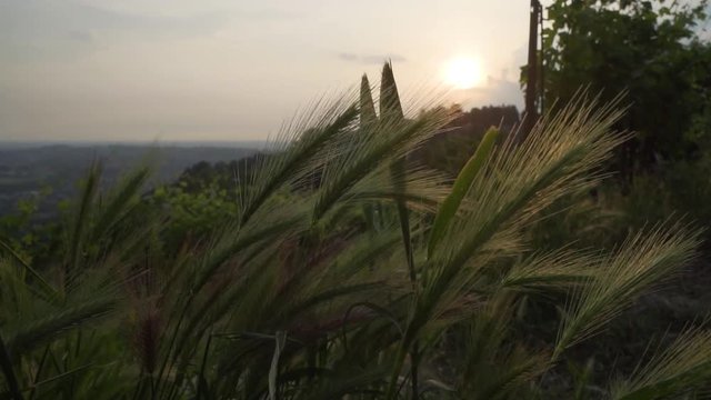 montevecchia grain vineyard sunset italy wine red