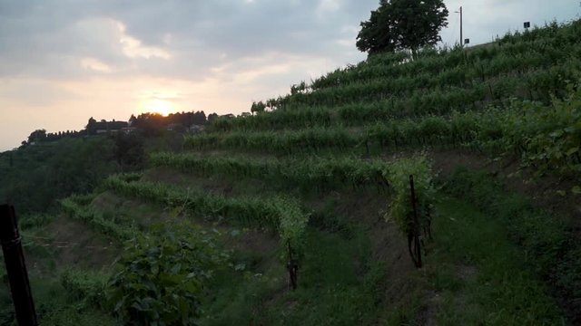 montevecchia vineyard sunset italy wine red
