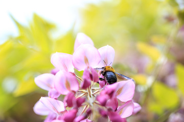 藤の花のカーテン