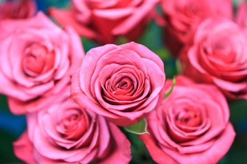 バラの花