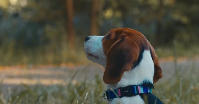 Cute funny 3 months old Beagle puppy playing on the grass in summer. 4K UHD 60 FPS SLO MO
