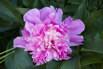 Closeup Blooming pink peony (Paeonia officinalis) flower on the background of green leaves