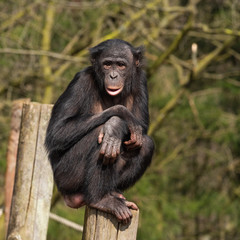Portrait of an adult female bonobo sitting on a wooden pillar