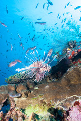 Fototapeta na wymiar Bountiful fish swim in the clear waters near the healthy reef in Indonesia