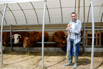 portrait of handsome farmer in a livestock small breeding husbandry farming production taking care of charolais cow and cattle