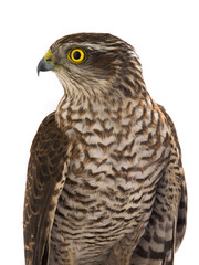 falcon isolated