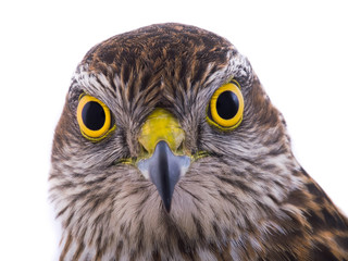 falcon isolated