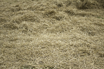 Straw bale field
