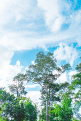 Tree top with sky and clouds