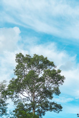 Tree top with sky and clouds