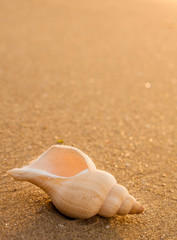 queen shell at sunset