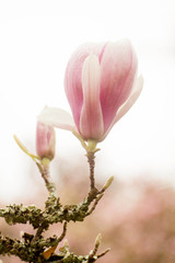 Magnolia flower, pink flowers, rain drops, spring