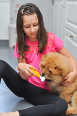 Happy girl play with her puppy in the house. Child and chow chow as a best friends