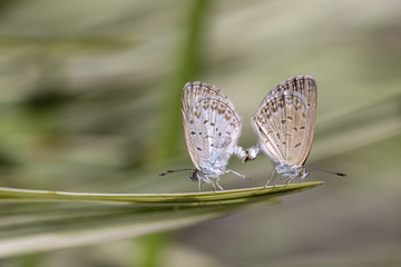 Love couple butterfly, mating pair of butterflies, close up. Bali, Indonesia