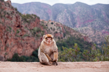 Monkey sitting and watching on tourists near the Ouzoud waterfall