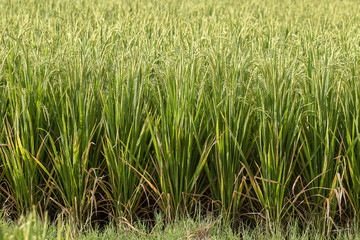 Obraz premium Green field with rice stalks in island Bali, Indonesia. Close up