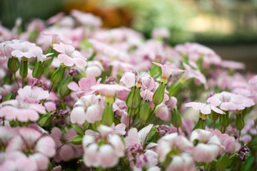 Photo of wild flowers.