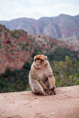 Monkey sitting and watching on tourists near the Ouzoud waterfall