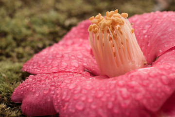 water drops in camellia flower petals close up