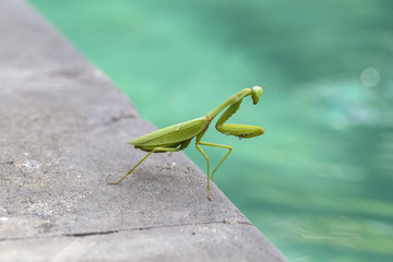 Praying mantis, mantis religiosa , close up. Bali, Indonesia