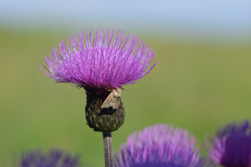 Blüten der Flockenblume