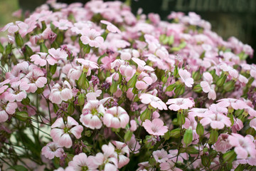 Photo of wild flowers.