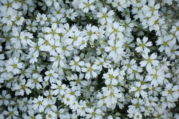 Top view of blooming white Chickweed (Cerastium tomentosum) flowers