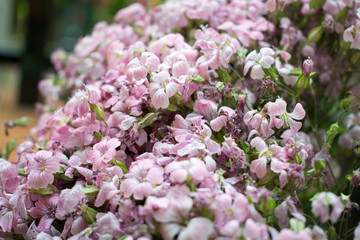 Photo of wild flowers.